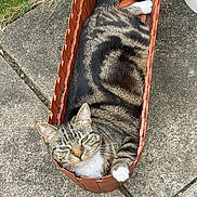 Mia joined the competition — help win amazing prizes! cat, tabby, plant_container, outdoor, concrete, resting, pet, feline, greenery, grass, paw, whiskers, striped, animal, relaxed, sunlight, cute, small_space, curious, nature