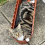 cat, tabby, plant_container, outdoor, concrete, resting, pet, feline, greenery, grass, paw, whiskers, striped, animal, relaxed, sunlight, cute, small_space, curious, nature