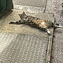 Mia joined the competition — help win amazing prizes! cat, tabby, animal, pet, relaxed, outdoor, concrete, stretching, paws, fur, sleepy, sunbathing, whiskers, ears, tail, sidewalk, nature, daylight, ground, resting