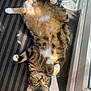 Mia joined the competition — help win amazing prizes! cat, tabby, pet, indoor, sunlight, striped_rug, relaxed, playful, whiskers, green_eyes, fur, paw, window, floor, domestic_animal, cute, sleepy, animal, mammal, cozy