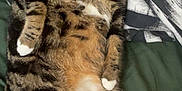 Mia is registered to the contest to win money with this photo: cat, tabby, pet, animal, fur, whiskers, green_eyes, bed, blanket, pillow, relaxed, indoor, cute, mammal, striped, white_paws, resting, looking, closeup, feline