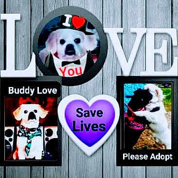 Buddy Love