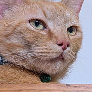 Cheddar joined the competition — help win amazing prizes! cat, ginger_cat, closeup, green_eyes, whiskers, pink_nose, fur, collar, pet, domestic_animal, animal_face, portrait, indoor, feline, curious, wooden_surface, soft_background, close_up, animal, cute