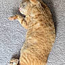 Cheddar is registered to the contest to win money with this photo: cat, orange_tabby, feline, pet, animal, sleeping, carpet, indoor, relaxed, stretching, paw, fur, whiskers, tail, cute, domestic_animal, cozy, resting, mammal, adorable