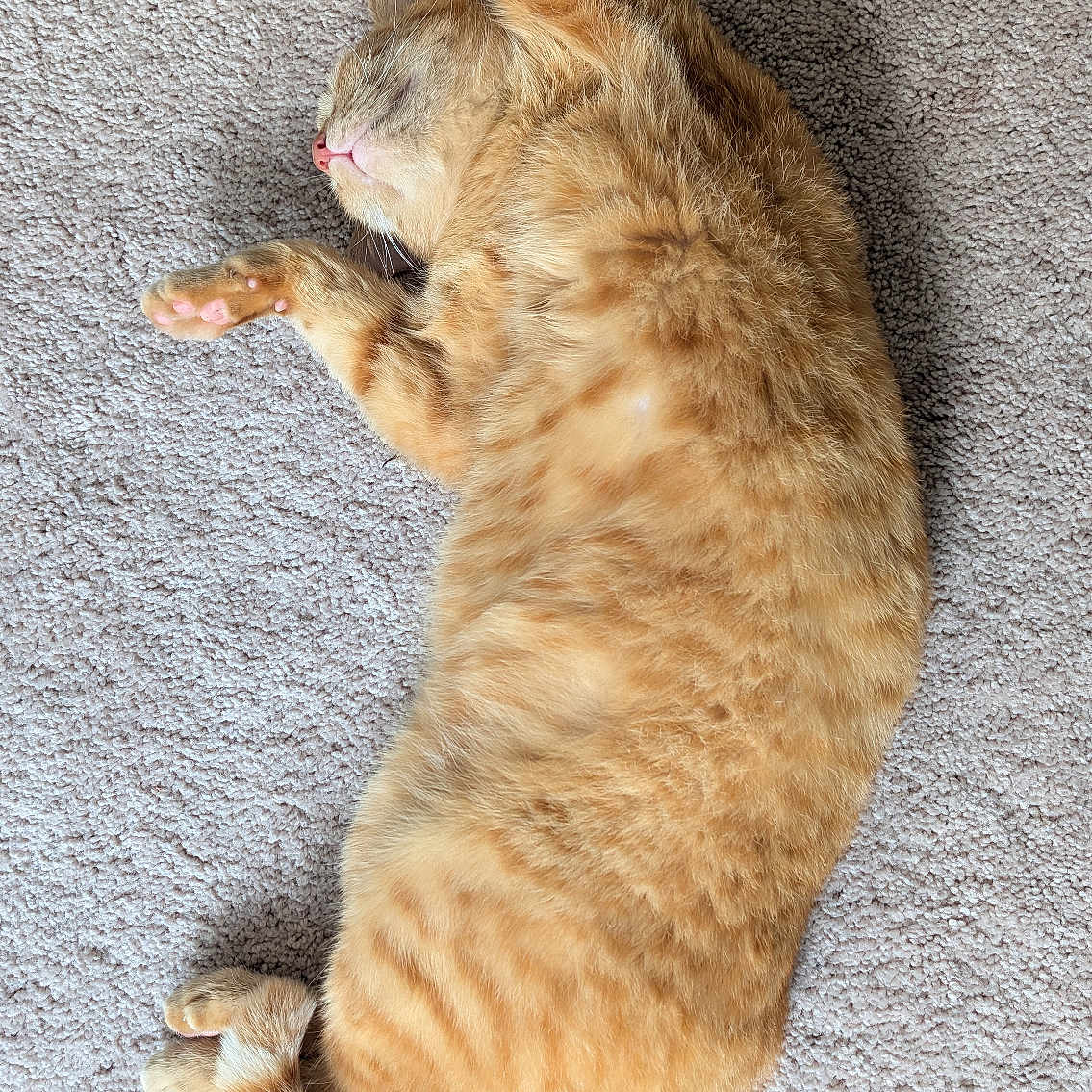Cheddar is registered to the contest to win money with this photo: cat, orange_tabby, feline, pet, animal, sleeping, carpet, indoor, relaxed, stretching, paw, fur, whiskers, tail, cute, domestic_animal, cozy, resting, mammal, adorable