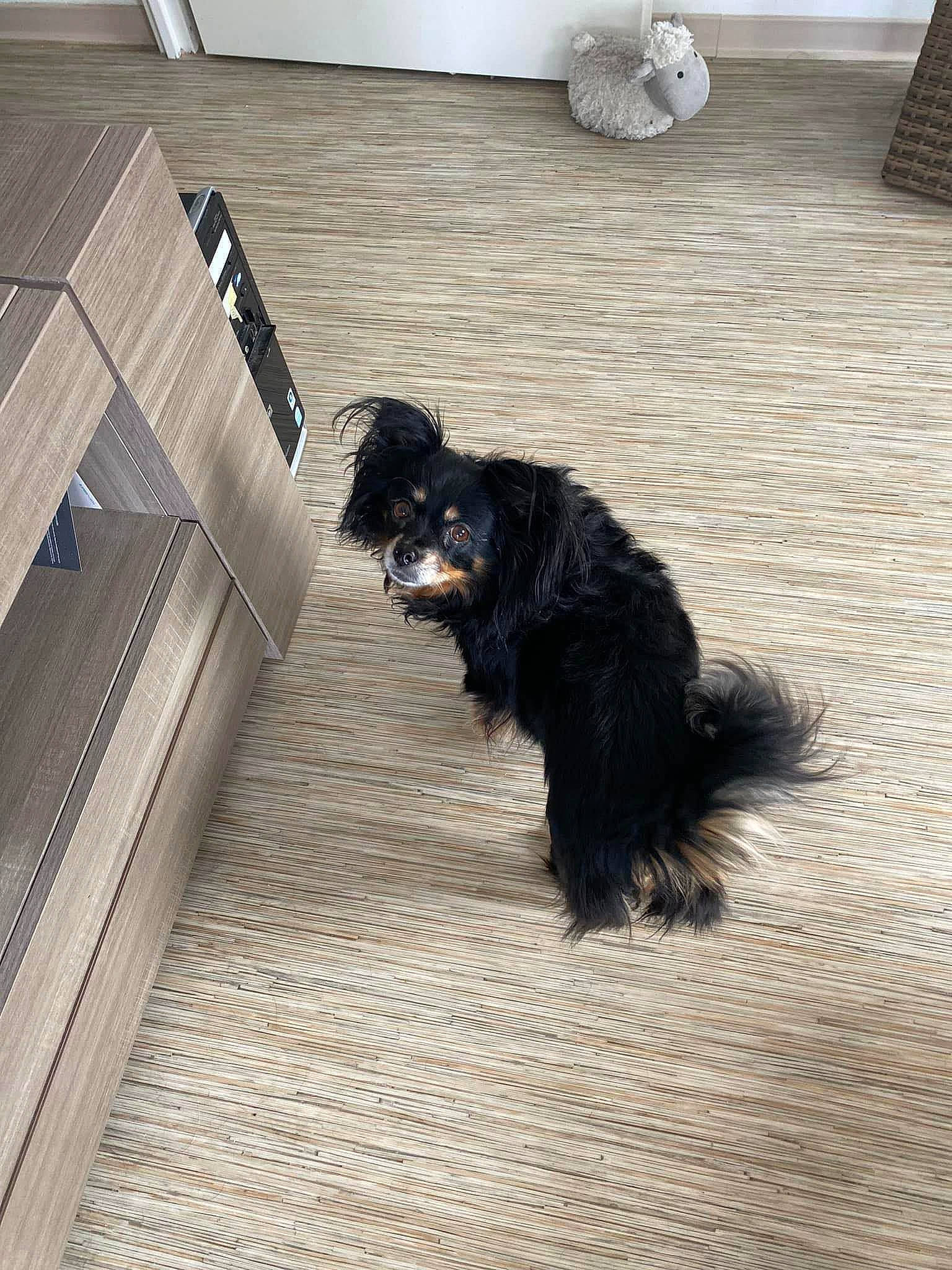 élia a rejoint le concours — aidez-le/la à gagner de superbes lots ! canidae, carnivore, collar, companion_dog, dog, dog_breed, dog_collar, floor, flooring, fur, hardwood, liver, snout, sporting_group, tail, terrestrial_animal, terrier, wood, working_animal, working_dog