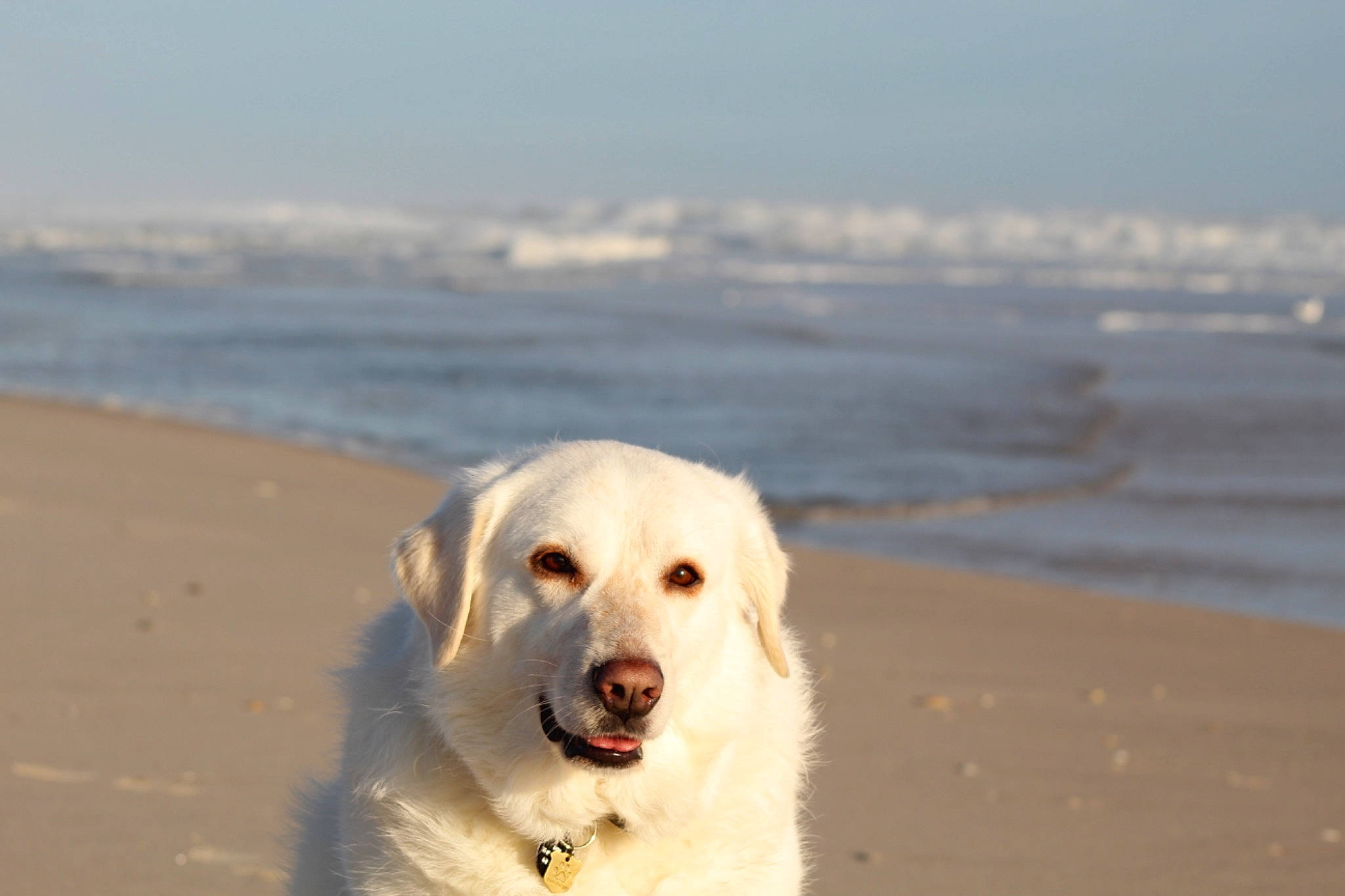 Kona joined the competition — help win amazing prizes! beach, canidae, carnivore, cloud, coast, companion_dog, dog, dog_breed, great_pyrenees, horizon, livestock_guardian_dog, maremma_sheepdog, ocean, polish_tatra_sheepdog, shore, sky, sporting_group, water, wave, wind_wave