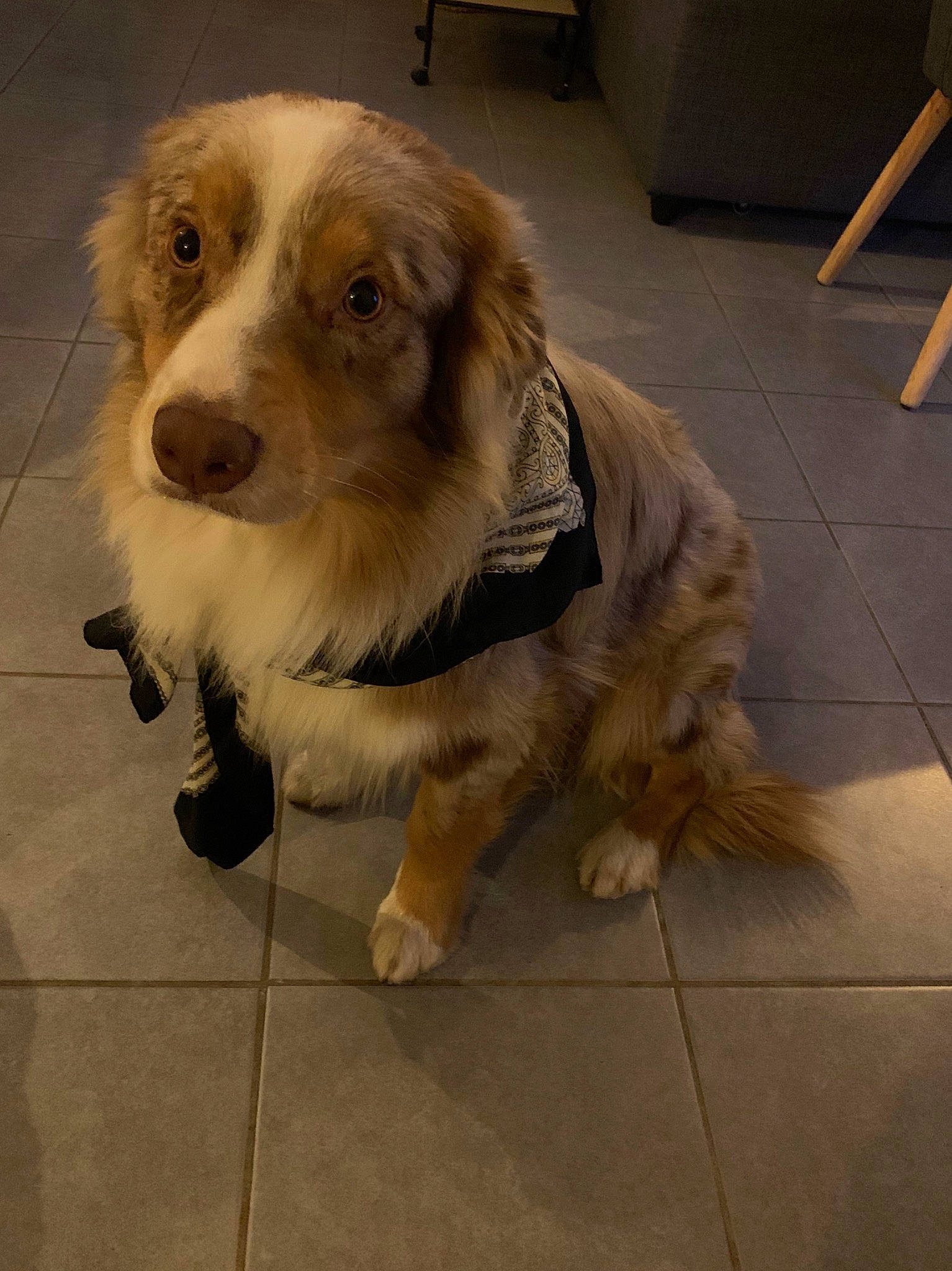 Olaf a rejoint le concours — aidez-le/la à gagner de superbes lots ! aidi, australian_shepherd, basque_shepherd_dog, canidae, carnivore, companion_dog, dog, dog_breed, fawn, fur, mammal, miniature_australian_shepherd, rare_breed_dog, small_greek_domestic_dog, snout, sporting_group, vertebrate