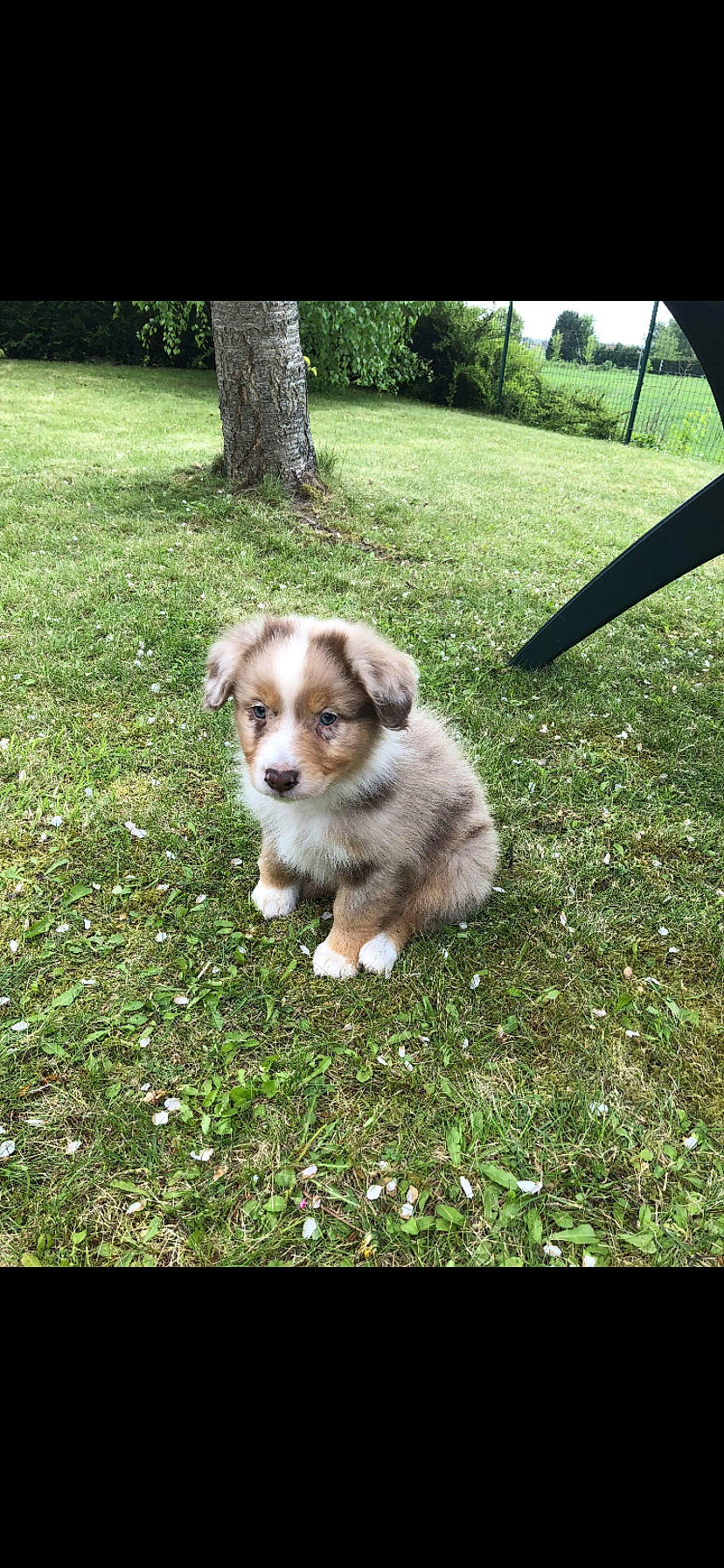 Olaf a rejoint le concours — aidez-le/la à gagner de superbes lots ! australian_shepherd, canidae, carnivore, cavachon, companion_dog, dog, dog_breed, grass, herding_dog, lawn, mammal, miniature_australian_shepherd, morkie, puppy, shetland_sheepdog, shih_tzu, vertebrate, working_dog