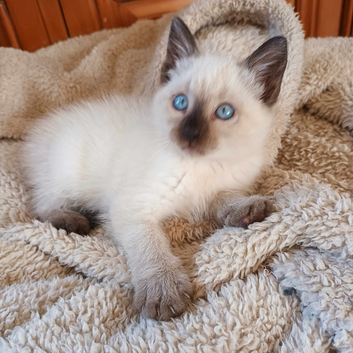 Pilou a rejoint le concours — aidez-le/la à gagner de superbes lots ! animal, blanket, blue_eyes, brown, cat, comfort, cozy, cute, feline, fur, indoor, kitten, paw, pet, resting, siamese, soft, texture, white, young