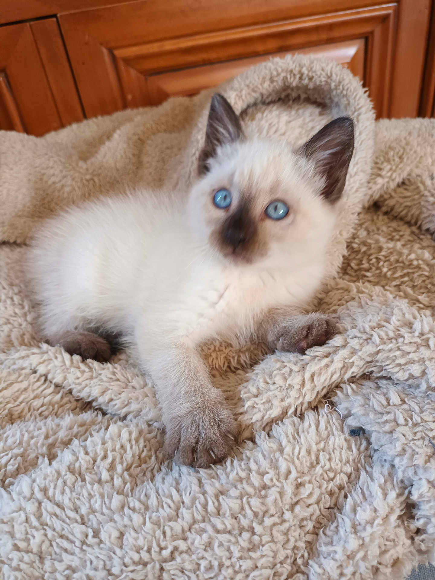 Pilou a rejoint le concours — aidez-le/la à gagner de superbes lots ! kitten, cat, siamese, blue_eyes, fur, paw, blanket, cozy, indoor, pet, cute, animal, feline, resting, young, soft, texture, comfort, brown, white