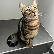 Tacos a rejoint le concours — aidez-le/la à gagner de superbes lots ! animal, cat, curious, ears, eyes, feline, floor, fur, gray, home, indoor, looking_up, pet, quiet, sitting, step, striped, tabby, tail, whiskers