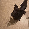 Minnie a rejoint le concours — aidez-le/la à gagner de superbes lots ! dog, puppy, black_dog, pet, animal, indoors, carpet, floor, looking_up, wide_eyes, floppy_ears, short_hair, black_fur, shadow, cute, portrait, home, human_foot, playful, photography