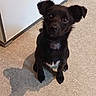 dog, puppy, black_dog, white_chest, sitting, indoors, carpet, floor, cute, head_tilt, floppy_ears, brown_eyes, animal, pet, portrait, shadow, cabinet, home, photography, watermark