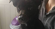 Minnie a rejoint le concours — aidez-le/la à gagner de superbes lots ! puppy, dog, black_dog, pet, animal, portrait, close_up, sitting, being_held, person, human, indoors, home, wood_paneling, purple_object, dark_fur, floppy_ears, brown_eyes, cozy, photography