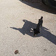 Minnie a rejoint le concours — aidez-le/la à gagner de superbes lots ! dog, black_dog, small_dog, animal, pet, outdoor, pavement, road, shadow, sunlight, parked_vehicle, car, street, sidewalk, walking, tail, fur, dark_fur, urban, daylight