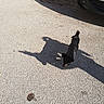 dog, black_dog, small_dog, animal, pet, outdoor, pavement, road, shadow, sunlight, parked_vehicle, car, street, sidewalk, walking, tail, fur, dark_fur, urban, daylight