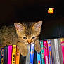 Chanel participe au concours pour gagner de l'argent avec cette photo : animal_face, cat, closeup, colorful, curious, cute, domestic_animal, dvd_cases, ears, feline, furniture, indoor, kitten, pet, playful, portrait, shelf, small, whiskers, young_animal