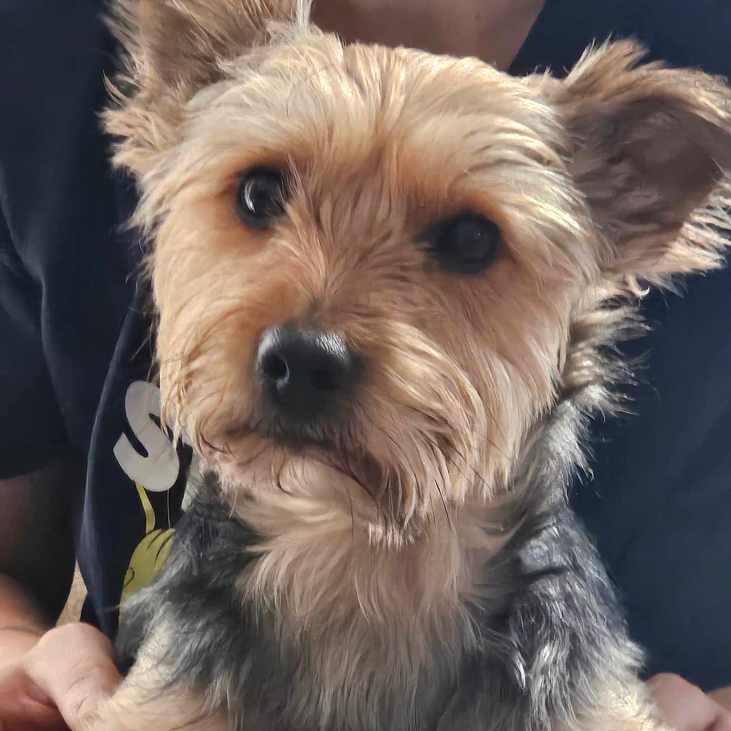 Toby a rejoint le concours — aidez-le/la à gagner de superbes lots ! animal, being_held, black_nose, close_up, cute, dark_eyes, dog, fluffy, funny, gray_fur, human, indoor, pet, pointed_ears, portrait, puppy, scruffy, small_dog, tan_fur, terrier