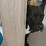 dog, black_dog, white_chest, wooden_table, floor, indoor, pet, curious, brown_eyes, animal, leg, furniture, closeup, canine, domestic_animal, looking, snout, ears, quiet, resting