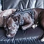 animal, black_dog, canine, comfortable, couch, dog, domestic_animal, ears, fur, household, indoor, leather_couch, paw, pet, pet_harness, pillow, relaxed, resting, side_view, snout