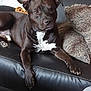 dog, black_dog, white_chest, couch, leather, cushion, indoor, pet, relaxed, resting, furniture, phone, table, home_interior, domestic_animal, ears, paw, snout, fur, animal