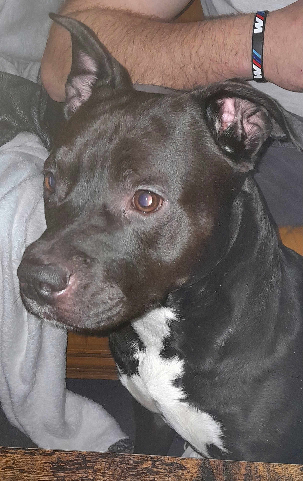 Whisky participe au concours pour gagner de l'argent avec cette photo : animal, boxer, bulldog, canine, couch, dog, face, frenchbulldog, furniture, head, hound, indoors, labradorretriever, person, pet, photography, pitbull, portrait, puppy, snout