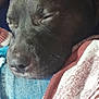 Whisky participe au concours pour gagner de l'argent avec cette photo : animal, baby, blanket, canine, couch, cushion, dog, face, furniture, head, homedecor, linen, person, pet, photography, portrait, puppy, quilt, sleeping, towel