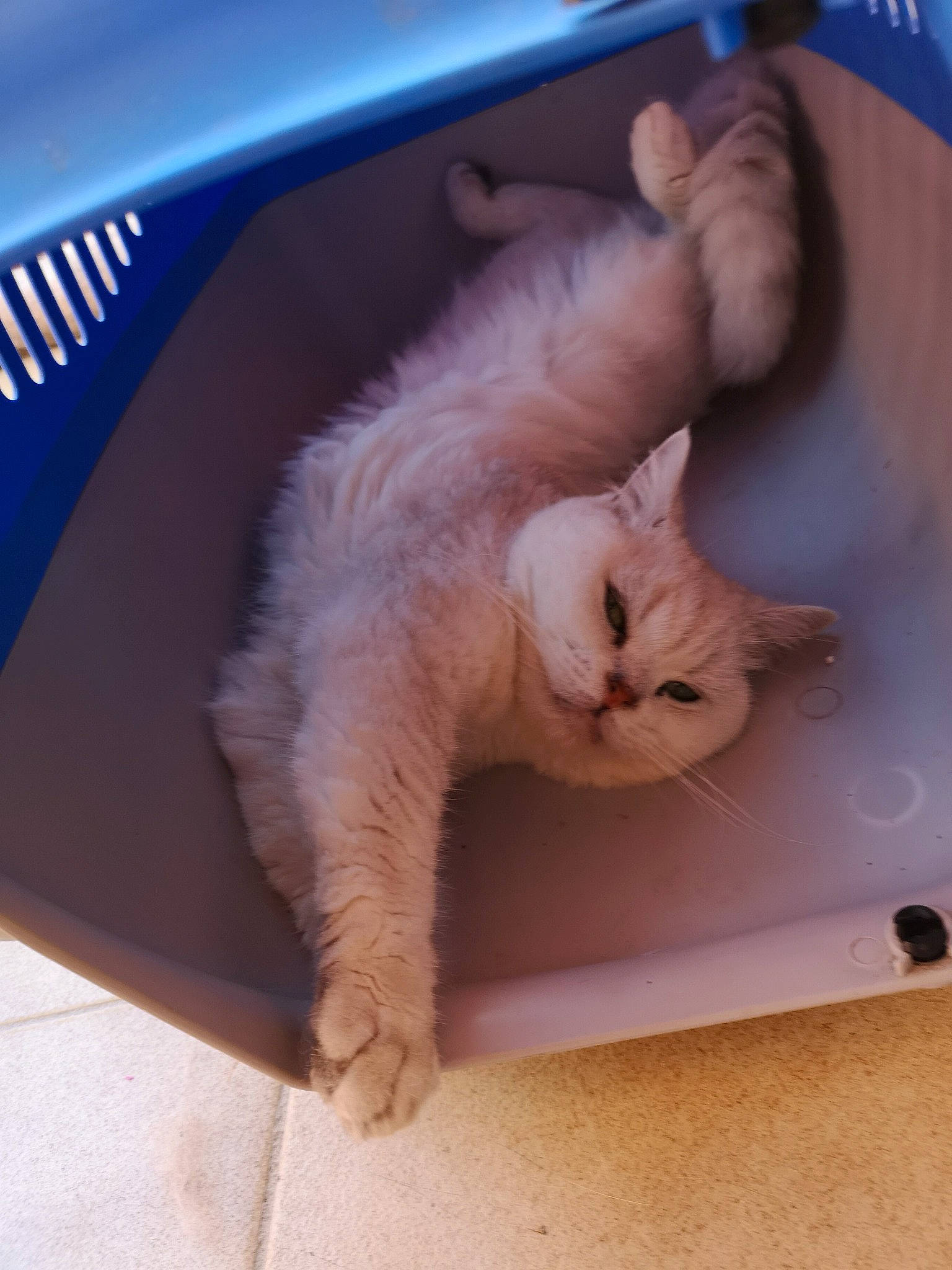 Jorik a rejoint le concours — aidez-le/la à gagner de superbes lots ! carnivore, cat, fawn, felidae, fur, kitten, paw, ragdoll, small_to_medium_sized_cats, tail, turkish_van, whiskers