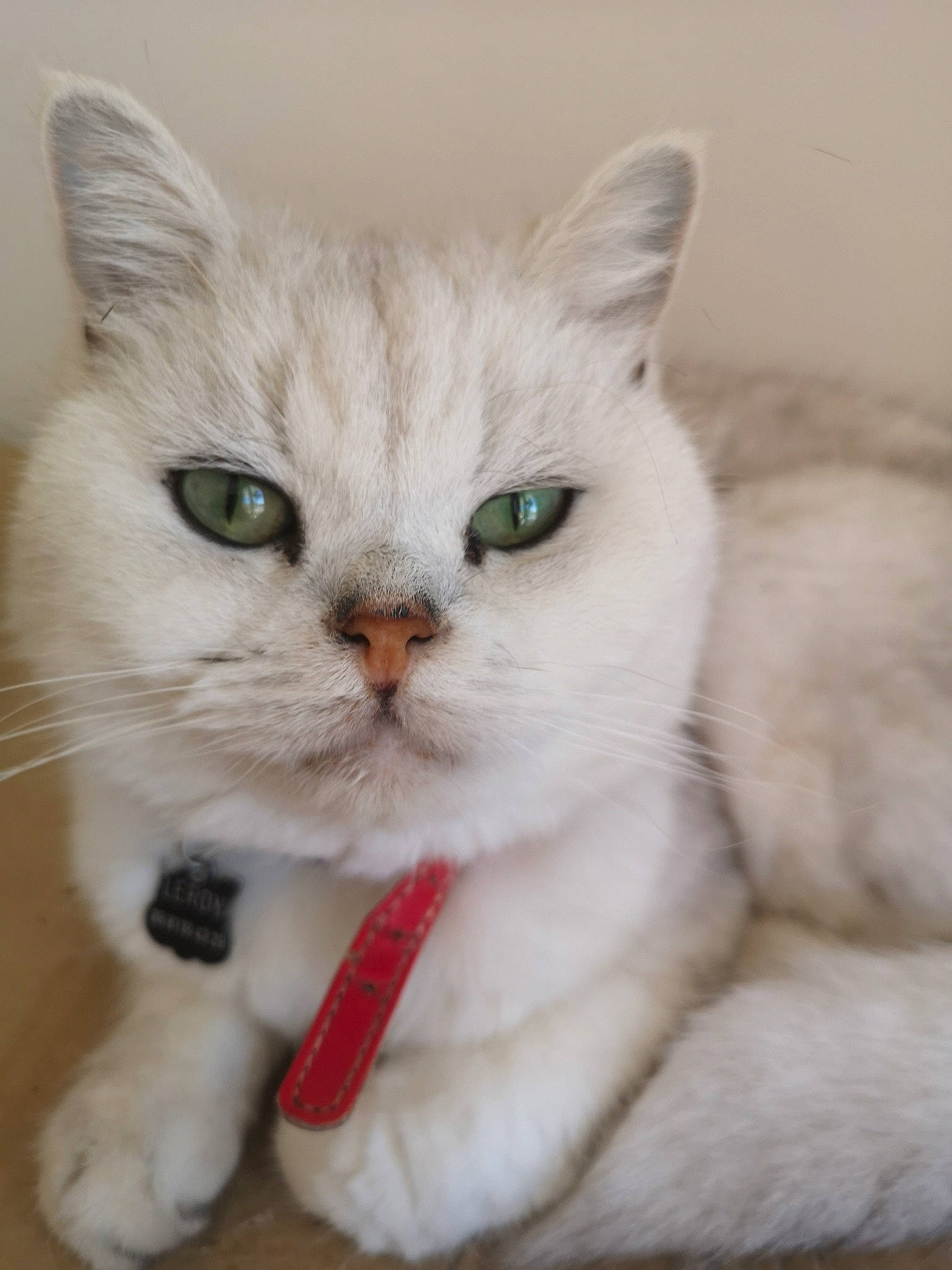 Jorik participe au concours pour gagner de l'argent avec cette photo : asian, asian_semi_longhair, british_longhair, british_semi_longhair, burmilla, carnivore, cat, domestic_long_haired_cat, domestic_short_haired_cat, eye, felidae, mammal, nose, persian, ragamuffin, ragdoll, small_to_medium_sized_cats, turkish_angora, vertebrate, whiskers