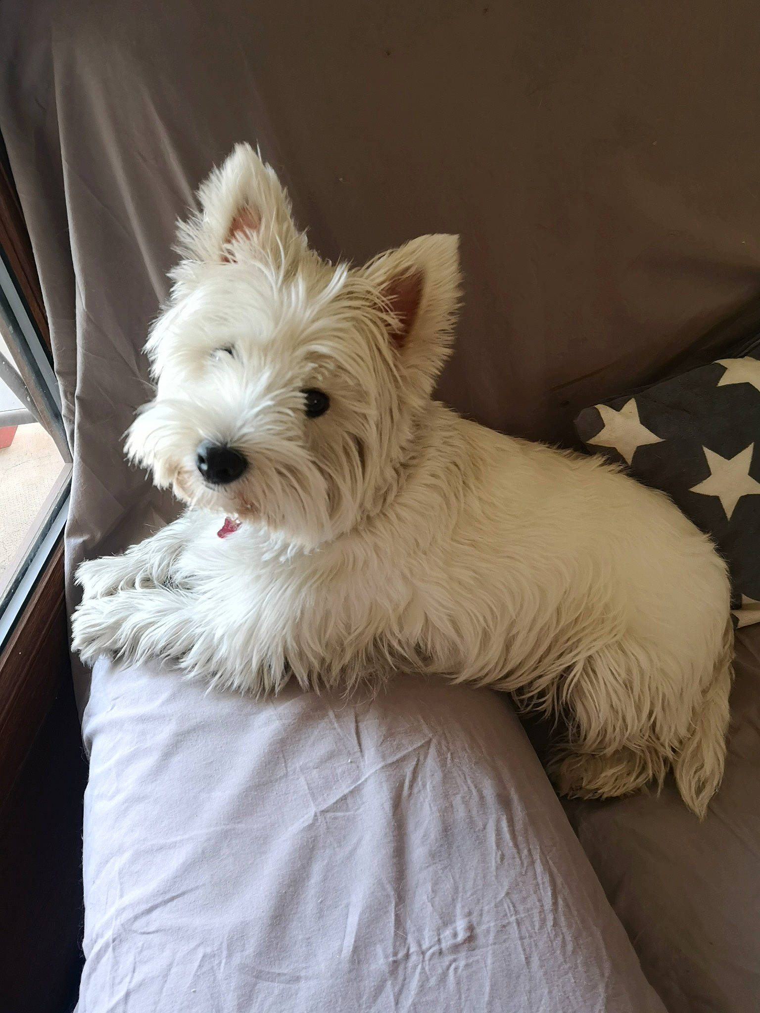 Neige participe au concours pour gagner de l'argent avec cette photo : australian_terrier, biewer_terrier, cairn_terrier, canidae, carnivore, companion_dog, dog, dog_breed, mammal, puppy, rare_breed_dog, small_terrier, terrier, vertebrate, west_highland_white_terrier