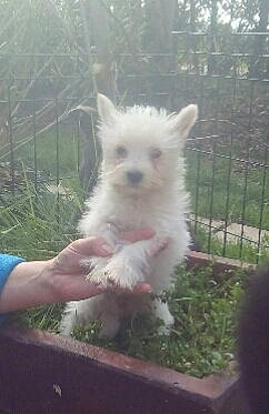 Neige a rejoint le concours — aidez-le/la à gagner de superbes lots ! cairn_terrier, canidae, carnivore, dog, dog_breed, fawn, mammal, portuguese_podengo, terrier, vertebrate, west_highland_white_terrier