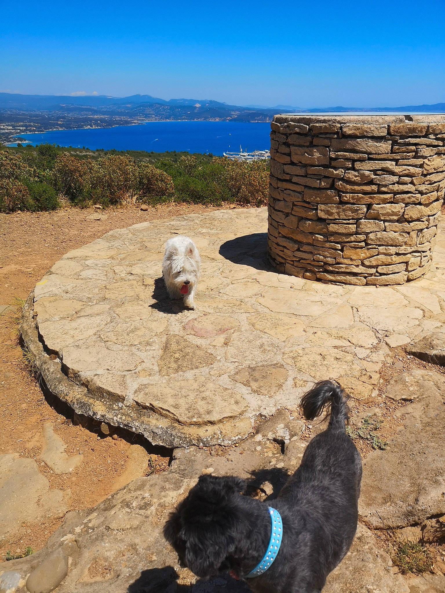 Neige a rejoint le concours — aidez-le/la à gagner de superbes lots ! canidae, carnivore, dog, dog_breed, landscape, rock, vacation, wall