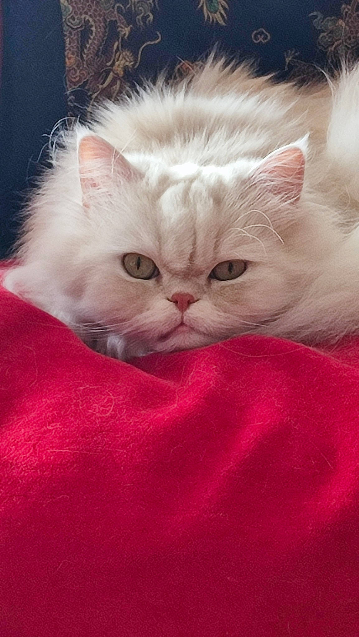 Holy a rejoint le concours — aidez-le/la à gagner de superbes lots ! carnivore, cat, comfort, fawn, felidae, fur, magenta, small_to_medium_sized_cats, snout, terrestrial_animal, whiskers