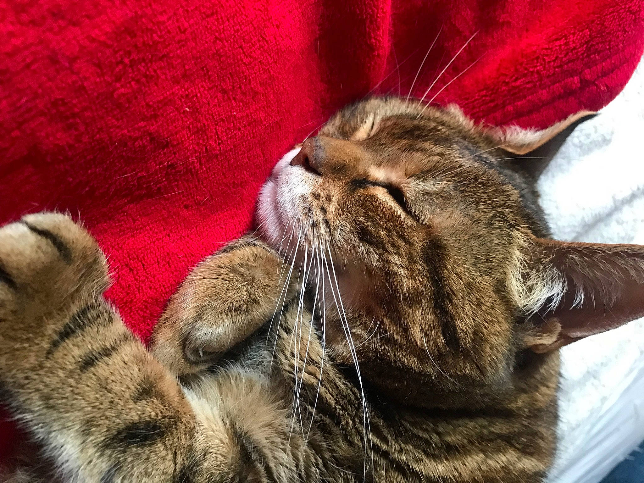 Cracotte a rejoint le concours — aidez-le/la à gagner de superbes lots ! carnivore, cat, claw, close_up, comfort, domestic_short_haired_cat, ear, felidae, fur, mammal, nap, paw, plant, sleep, small_to_medium_sized_cats, snout, tail, terrestrial_animal, textile, whiskers