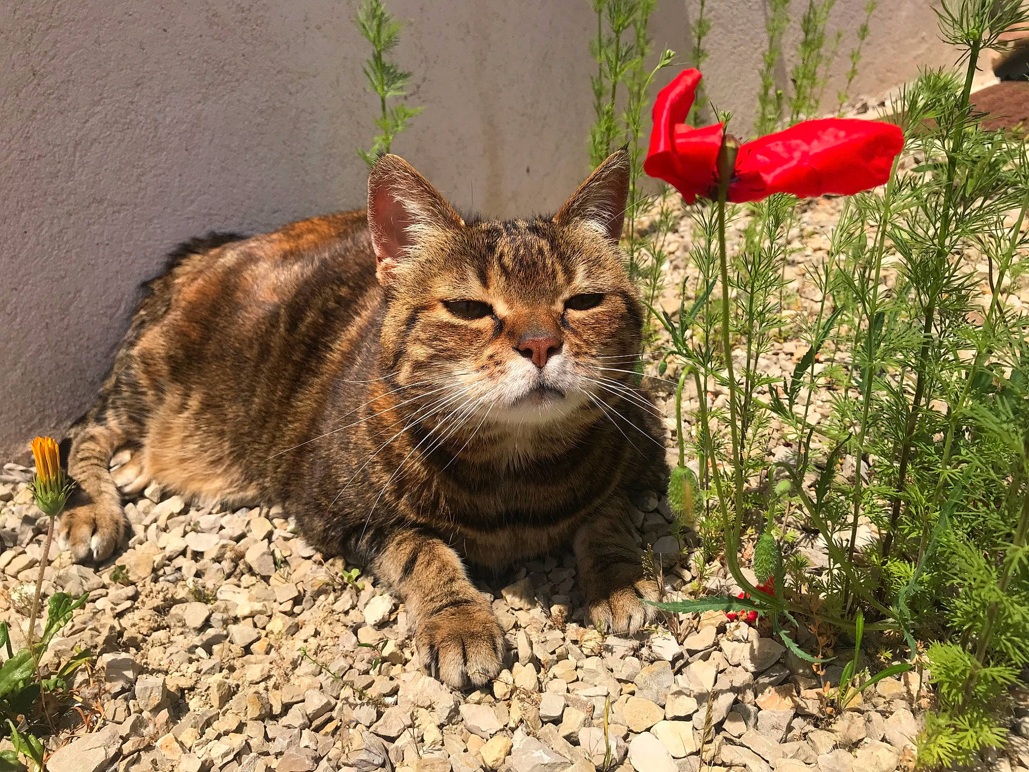 Cracotte a rejoint le concours — aidez-le/la à gagner de superbes lots ! carnivore, cat, domestic_short_haired_cat, fawn, felidae, flower, fur, grass, groundcover, herbaceous_plant, organism, plant, rock, small_to_medium_sized_cats, snout, soil, terrestrial_animal, terrestrial_plant, whiskers, wildlife