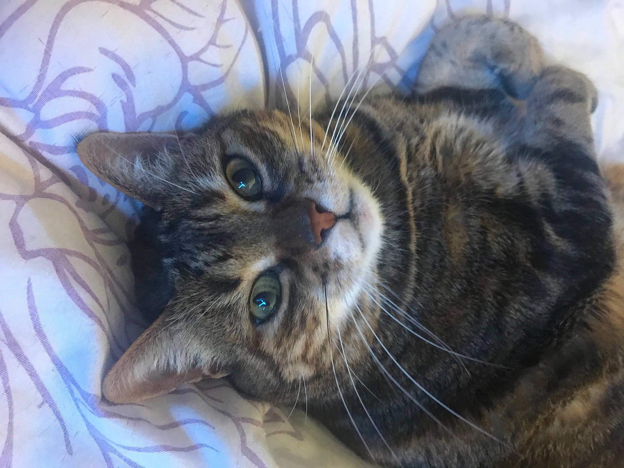 Cracotte a rejoint le concours — aidez-le/la à gagner de superbes lots ! carnivore, cat, claw, close_up, comfort, domestic_short_haired_cat, ear, felidae, fur, grass, paw, plant, small_to_medium_sized_cats, snout, terrestrial_animal, whiskers, wildlife