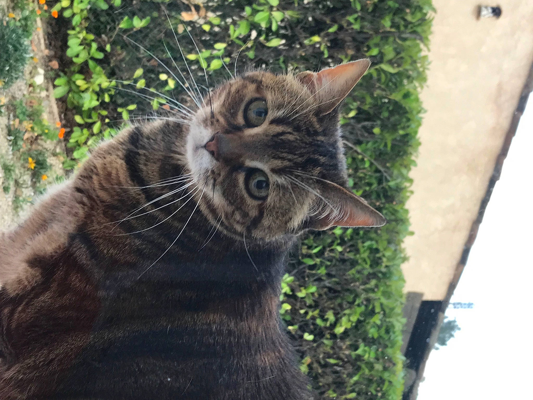 Cracotte participe au concours pour gagner de l'argent avec cette photo : art, black_cat, carnivore, cat, domestic_short_haired_cat, fawn, felidae, flowerpot, fur, grass, houseplant, plant, shrub, small_to_medium_sized_cats, snout, tail, terrestrial_animal, tree, whiskers, window