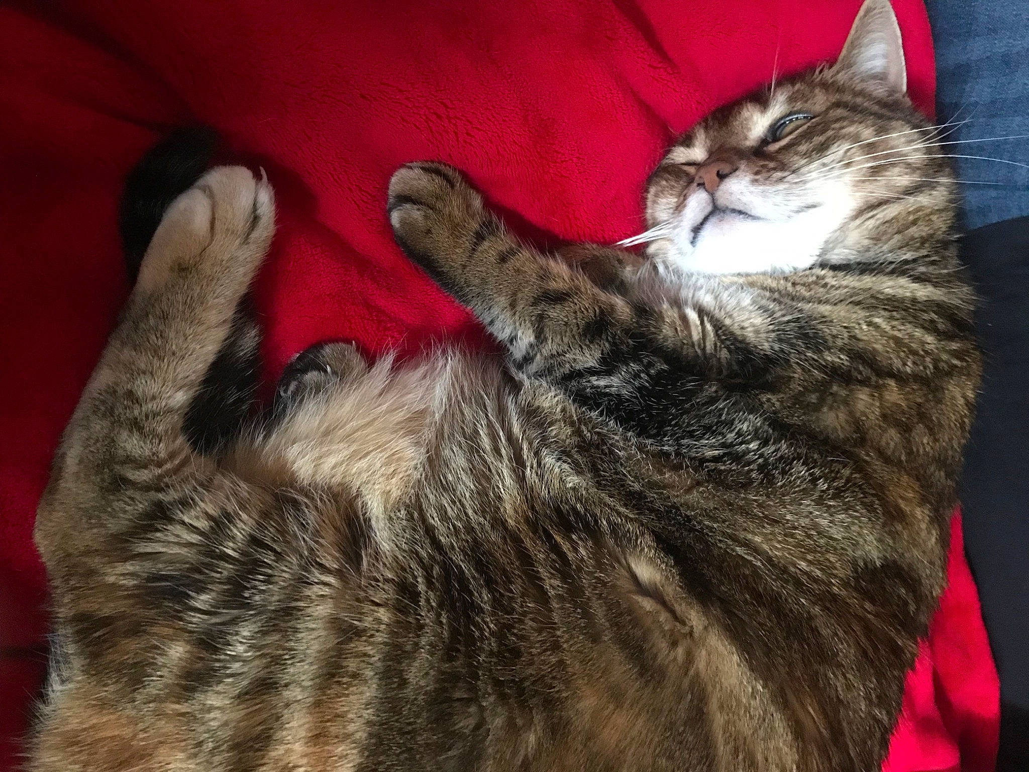 Cracotte participe au concours pour gagner de l'argent avec cette photo : carnivore, cat, claw, comfort, domestic_short_haired_cat, felidae, fur, grey, human_leg, lap, leg, mammal, nap, paw, sitting, small_to_medium_sized_cats, snout, tail, vertebrate, whiskers