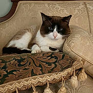 Chuck is registered to the contest to win money with this photo: cat, sofa, pillow, tassels, vintage, ornate, indoor, pet, relaxing, feline, home, decor, patterned, cushion, resting, cozy, fur, animal, cute, comfort