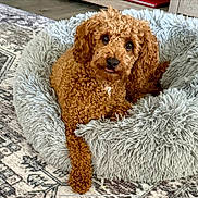 Emmie is registered to the contest to win money with this photo: dog, pet_bed, curly_hair, brown, fluffy, carpet, indoor, floor, furniture, relaxed, cute, animal, mammal, tongue_out, home, cozy, resting, looking, small_dog, living_room
