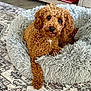 dog, pet_bed, curly_hair, brown, fluffy, carpet, indoor, floor, furniture, relaxed, cute, animal, mammal, tongue_out, home, cozy, resting, looking, small_dog, living_room