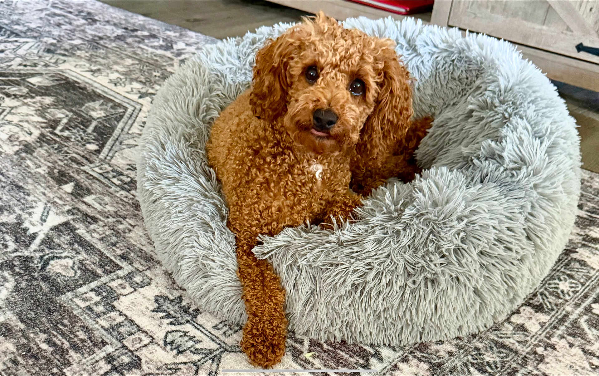 Emmie is registered to the contest to win money with this photo: dog, pet_bed, curly_hair, brown, fluffy, carpet, indoor, floor, furniture, relaxed, cute, animal, mammal, tongue_out, home, cozy, resting, looking, small_dog, living_room
