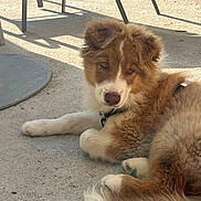 Astro a rejoint le concours — aidez-le/la à gagner de superbes lots ! puppy, dog, brown, white, fluffy, lying_down, concrete, outdoor, sunlight, shadow, collar, pet, canine, young_dog, animal, resting, fur, ears, tail, cute