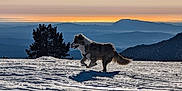 Astro a rejoint le concours — aidez-le/la à gagner de superbes lots ! dog, snow, sunset, mountains, tree, outdoor, landscape, animal, nature, sky, silhouette, winter, playful, pet, canine, scenic, snowy_ground, sunlight, adventure, freedom