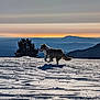 dog, snow, sunset, mountains, tree, outdoor, landscape, animal, nature, sky, silhouette, winter, playful, pet, canine, scenic, snowy_ground, sunlight, adventure, freedom