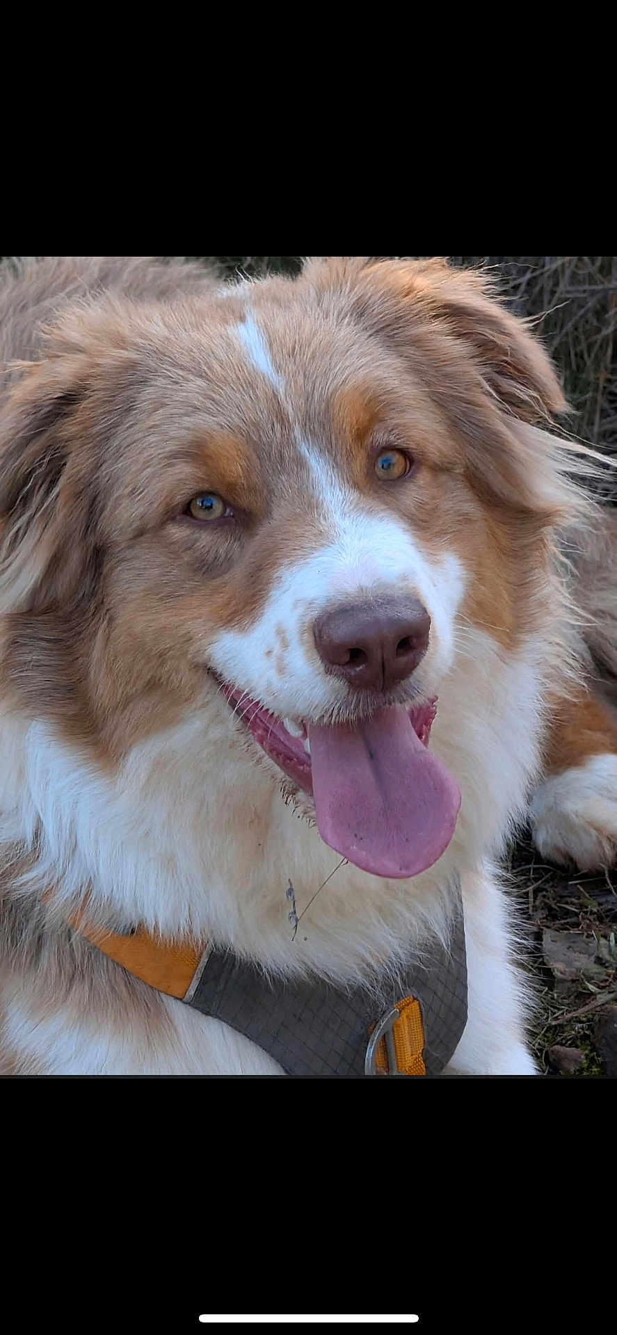 Astro participe au concours pour gagner de l'argent avec cette photo : dog, tongue_out, happy, outdoor, fluffy, brown_and_white, pet, canine, fur, harness, close_up, animal, friendly, playful, nature, muzzle, ears, eyes, nose, grass