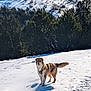 Astro a rejoint le concours — aidez-le/la à gagner de superbes lots ! dog, snow, winter, mountain, trees, outdoor, animal, nature, sunlight, fur, pet, landscape, footprints, cold, pine_trees, daylight, happy, canine, scenery, leash