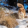 dog, snow, outdoor, grass, tree, nature, winter, animal, canine, happy, running, sunlight, daylight, fur, playful, blue_sky, forest, wildlife, pet, landscape
