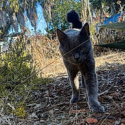 Duke joined the competition — help win amazing prizes! backyard, cat, close_up, curious, dry_grass, gray_cat, ground, mulch, nature, outdoor, palm_trees, paws, plants, portrait, shrubs, stoic, sunlight, tail, walking, whiskers